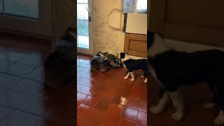 Cat Meets New Puppy #Shorts