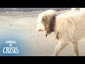 Slowly Choking Dog Endures Pain With Lingering Nostalgia For His Old Friend Animal in Crisis EP232