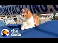 Kitten shows up on couples boat and stays forever  the dodo