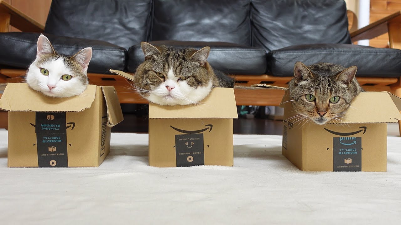 The same box. Кот Мару. Кот Мару и хана. Японский кот Мару. Кот Мару в коробке.