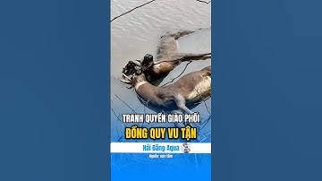 Kiểu chiến đấu tàn khốc của loài hươu. #hải_đăng_aqua #dongvat #khampha #thuvi #kienthuc #timhieu