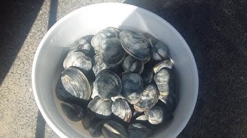 Clamming on Cape Cod