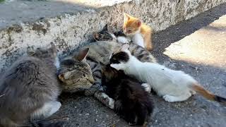 Le Jardin de la Mendoubia  Un coin vert à Tanger mais trop de chats حديقة القطط ...بزاف هاد شي