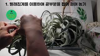 라면플랜트 틸란세로그라 소개 첫영상