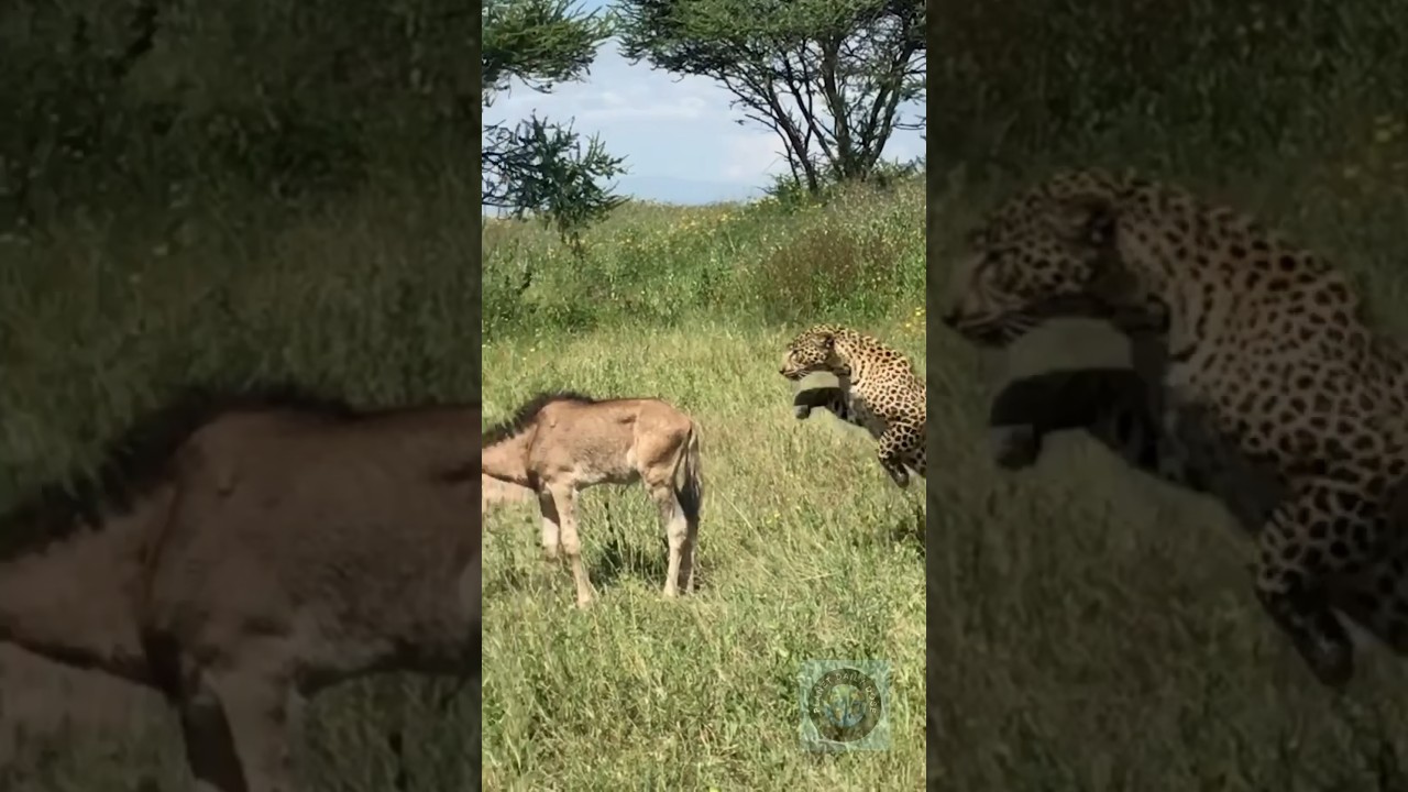 Wildebeest hunting by beast👹 