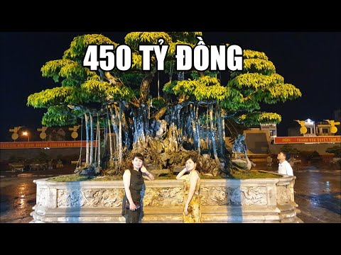 Video: Top 10 cây màu mùa thu: Những cây có tán lá mùa thu đẹp nhất