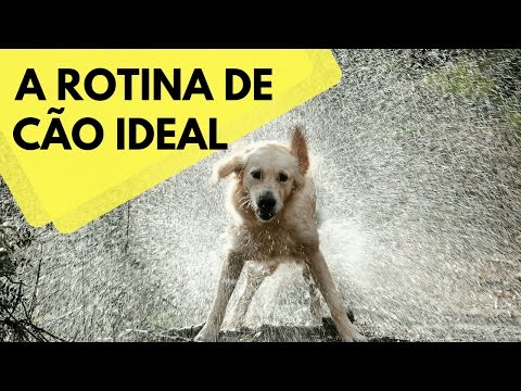 Vídeo: Como criar a rotina matinal perfeita com o seu cão