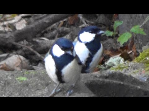 カラの仲間がやってきた#野鳥#シジュウガラ#birds #シロハラゴジュウガラ