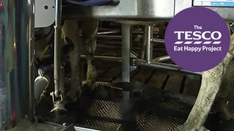 Magnificent Milk: the milking robot