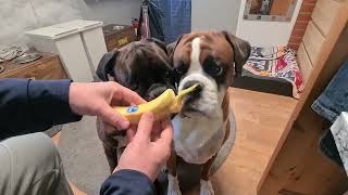 Will boxer dogs eat bananas?