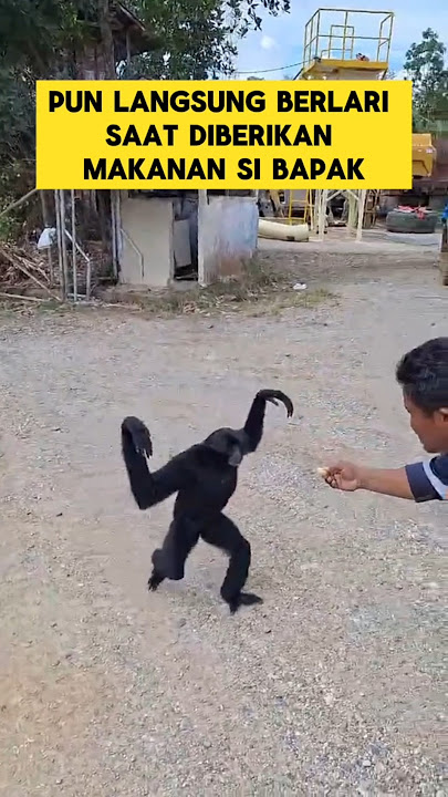 touching moment when fathers feed siamangs ‼️‼️ #touching #siamangs #goodpeople #animals