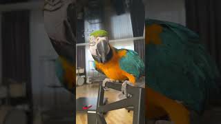 Камера, мотор! #популярное #macaw #bird #parrot #animal #funny
