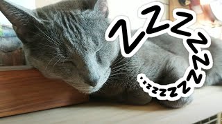 Russian blue opal, the sleepy head by Let my cat sleep 11,315 views 3 years ago 1 minute