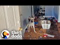 German Shepherd Rescued From Abandoned Home Gets The Best Holiday Surprise! | The Dodo