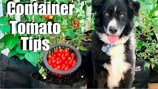 5 Tips for Growing LOTS of Tomatoes in Containers and Tiny Tim Tomato Harvest