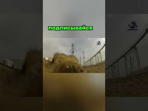 Суслик проник на космодром