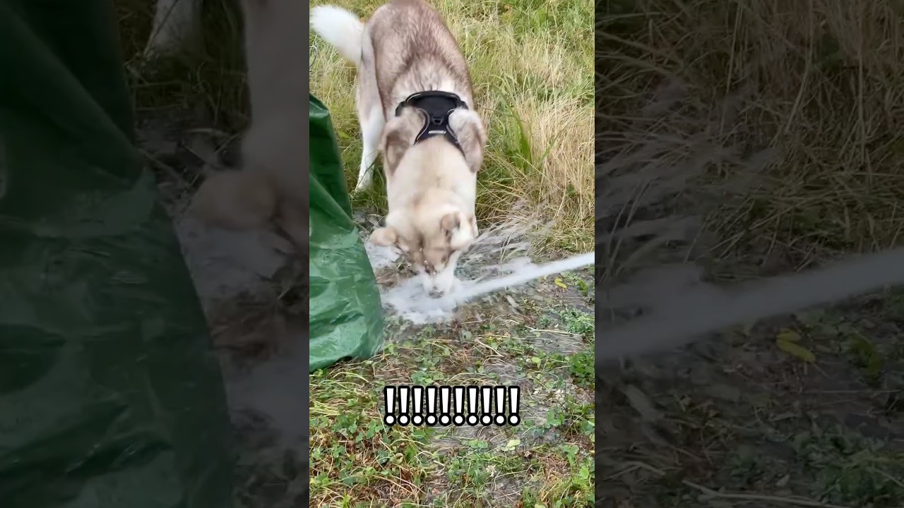 Husky vs. Hose: The Struggle is REAL! 😂💦🐶 