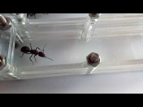 Camponotus leydigi, C. fellah (2), C.micans, C.consobrinus 09.05.2021