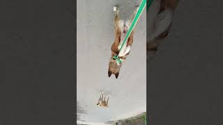 Indian Desi Dog Morning Walk Time Good Morning