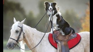 Best Of Awesome Border Collies