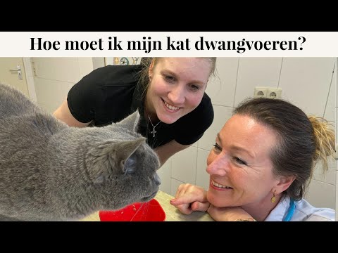 Video: Wat Bedreigt Urolithiasis Bij Katten: Hoe Het Te Vermijden Of Te Behandelen?