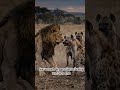 The King's Last Stand: Lion vs. Hyena Pack.🦁 #WildlifeBattle #LionVsHyena #KingOfTheJungle#uk#usa