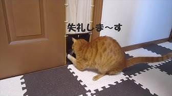 猫扉 Youtube