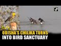 Odisha’s Chilika Lake transforms into a major winter haven for millions of migratory birds