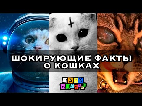 НЕИЗВЕСТНЫЕ ФАКТЫ О КОШКАХ - ТОП 10