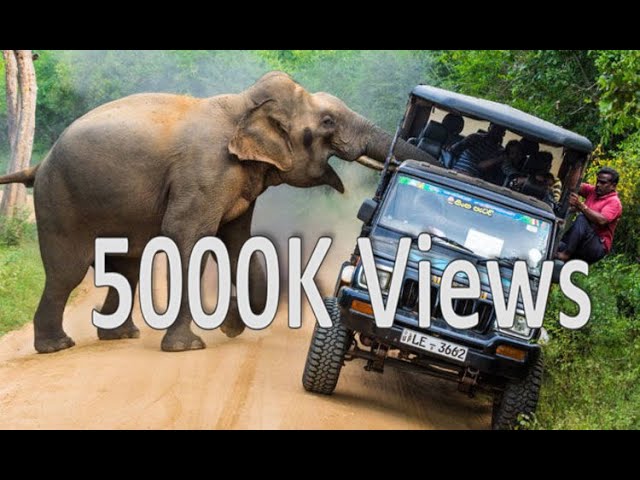 All Videos