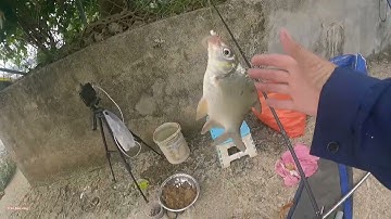 Câu tôm mà cá cóc cũng ăn luôn//câu cá sông Đồng nai