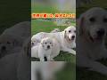 世界が驚いた、母犬のしつけ