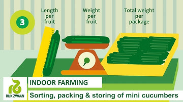 Sorting, packing & storing of mini cucumbers| छंटाई, पैकिंग और बीज रहित खीरे का संग्रह