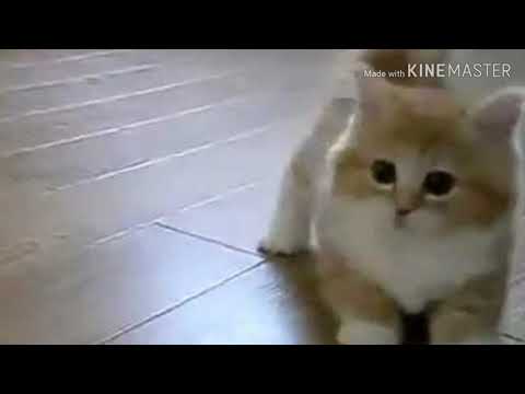 וִידֵאוֹ: חתול אורגון הוא החתול החי הוותיק בעולם
