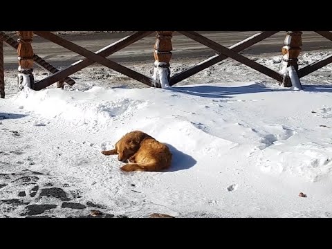 Abandoned Dog Sleeps On Snow For Days Until a Tourist Spots Her | Howl Of A Dog