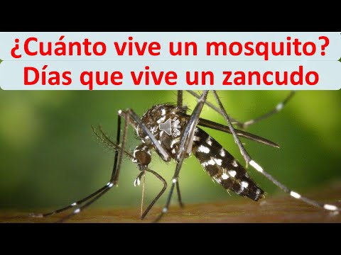 Video: Cuantos Mosquitos Viven