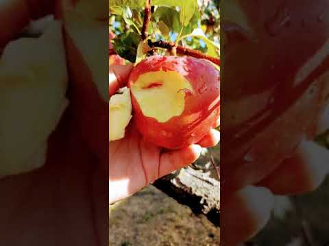 Видео: Розова ябълка
