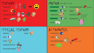 Mnemonics for Function of Cranial Nuclei + Columns and their Associated Cranial Nerves