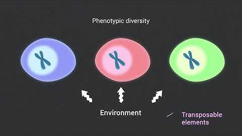 The relation between Epigenetics and DNA sequence variation