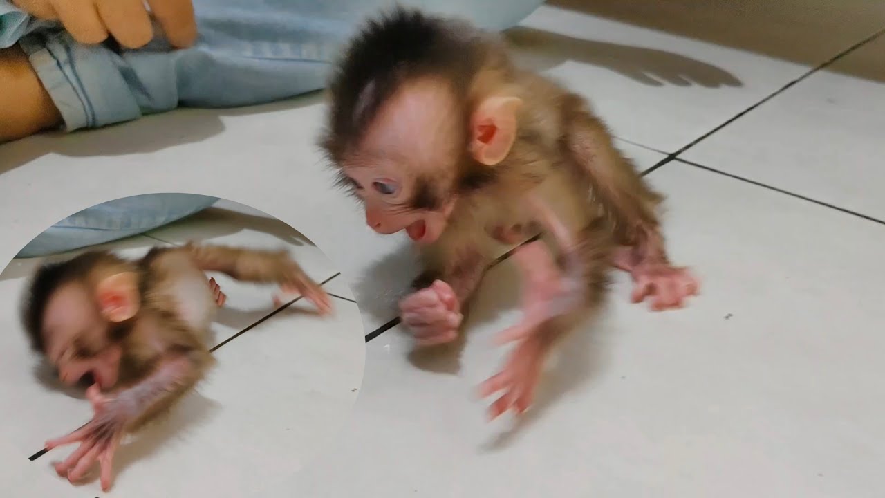 The excessive tantrums that Molly always contrived when I laid hers on the floor, Molly was furious