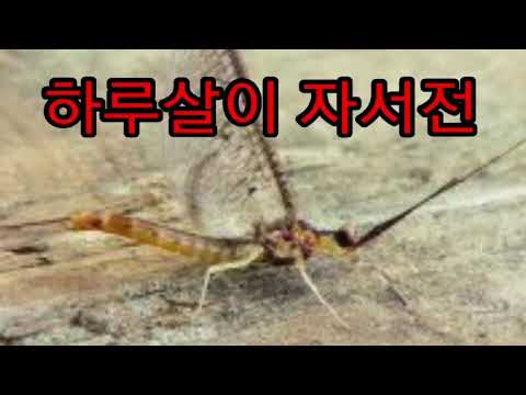 하루살이 자서전 #이상근TV #자작시낭송 #영상시창작 #하루를 살다 가면서