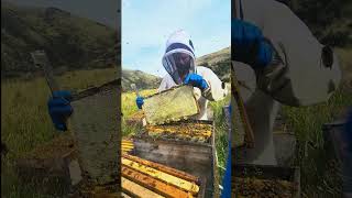 Beautiful Honey Frames!!!#newzealand #honey #country #beekeeping #nature #manuka