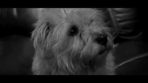 GH5 4k test - Noise reduction on - Dog Footage