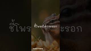 'ชี้โพรงให้กระรอก'
