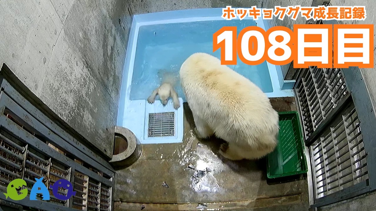【108日目】ホッキョクグマ成長記録41　はじめてプールに入りました！