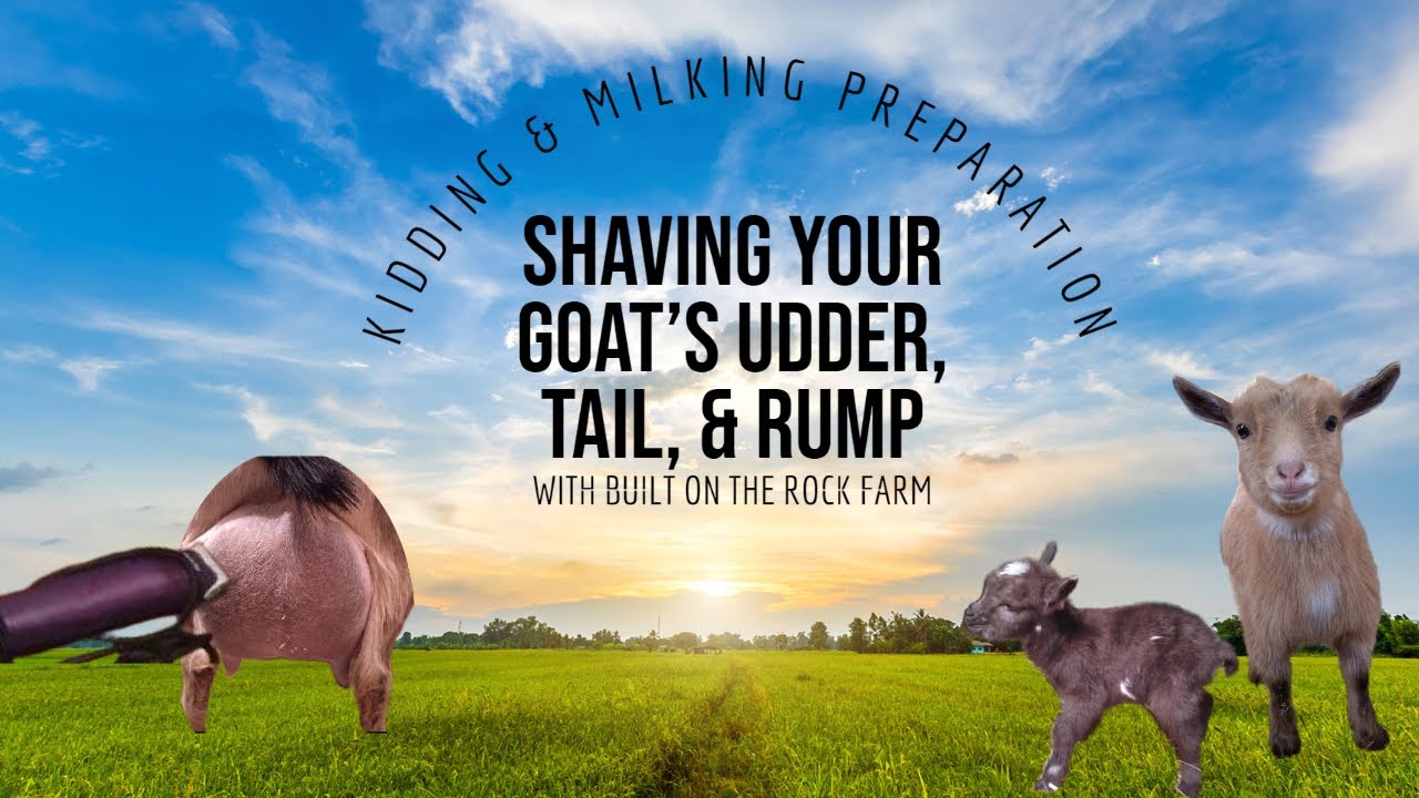 Prepping for Kidding & Milking / How to Trim Your Goat's Udder Tail ...