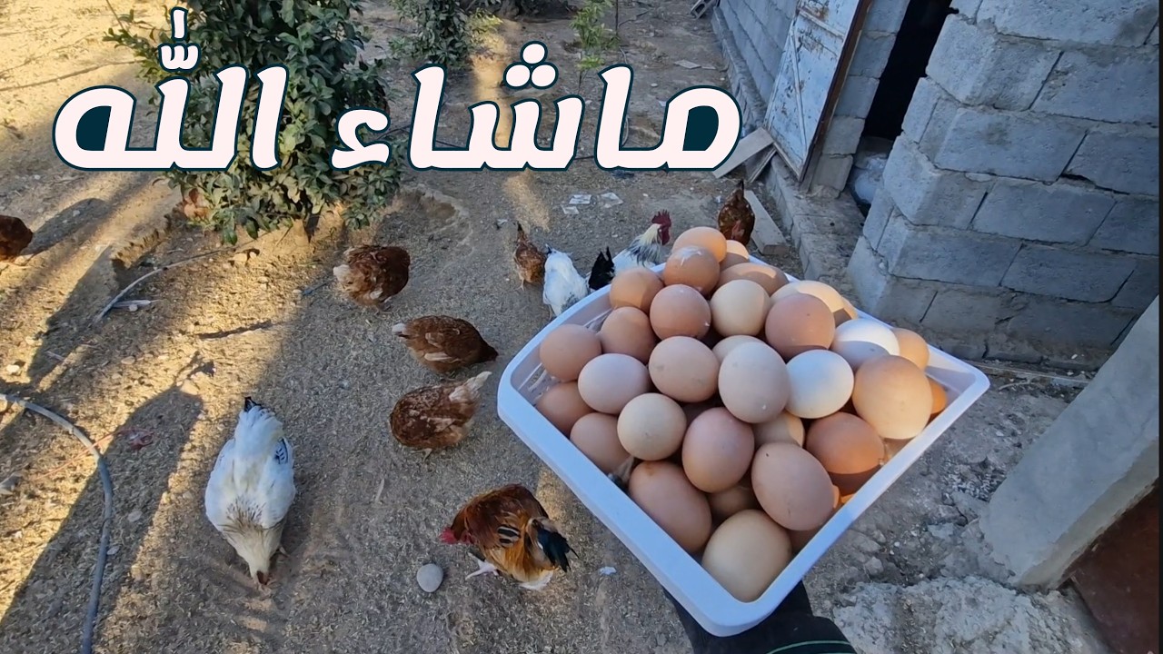 التعامل مع بعض المشاكل في المزرعة ، تنقية أصناف الحمام ،سماد عضوي من مخلفات الحيوانات و الطيور (213)