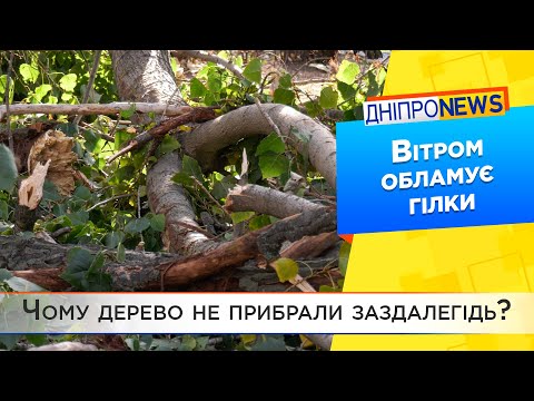 У дніпровському парку Глоби впала гілка
