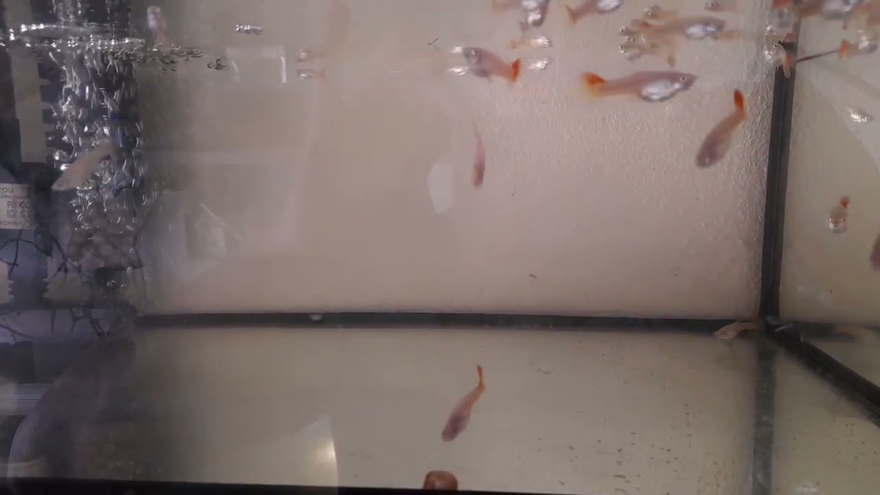 Por qué criar guppys?:Los mejores guppys al mejor precio