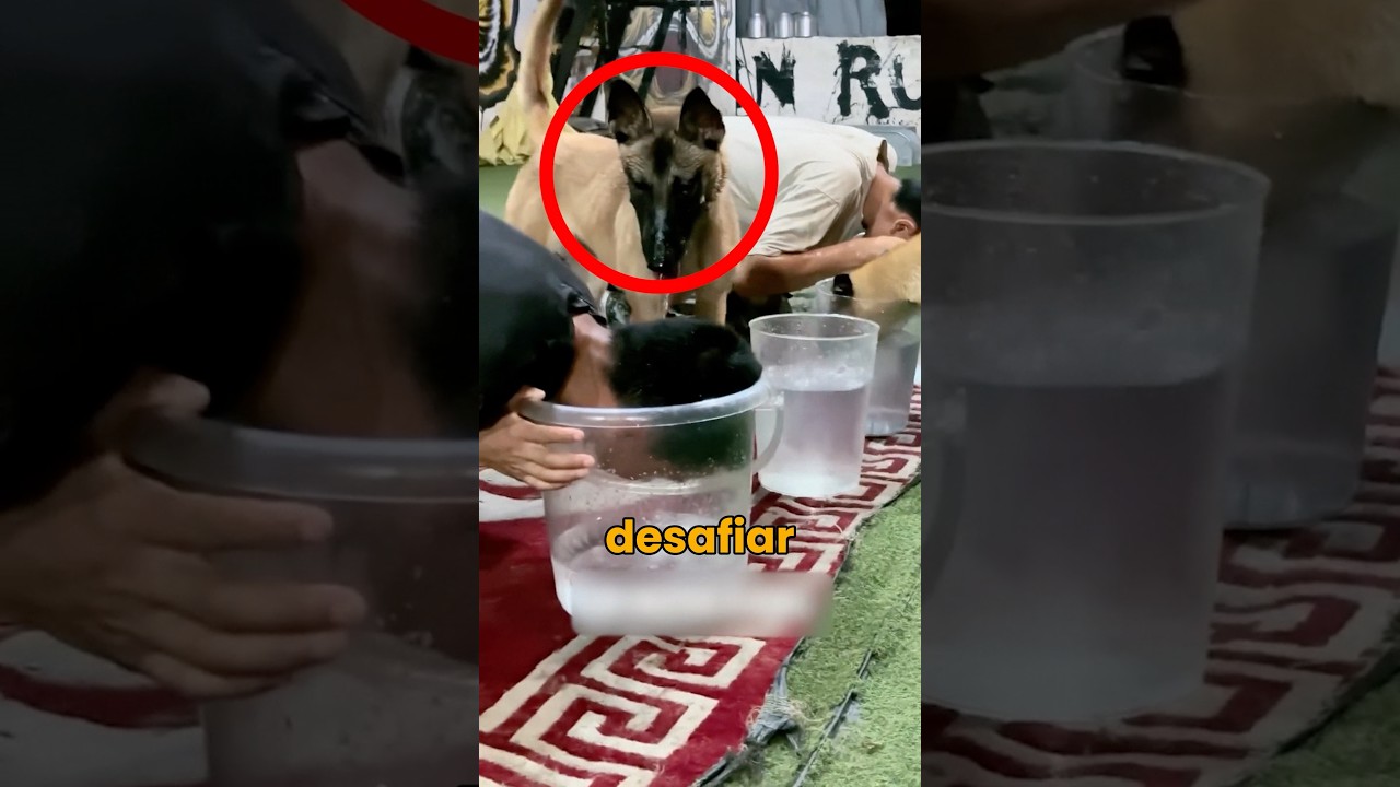 DESAFIOU O CACHORRO??? #shorts